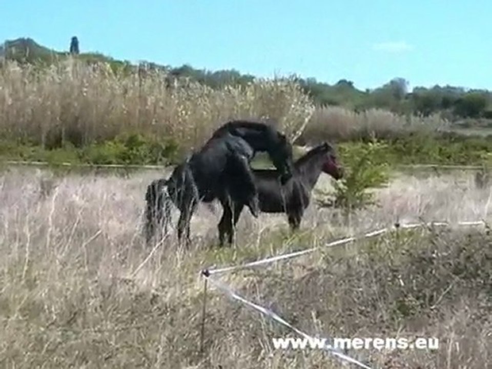 cheval de merens