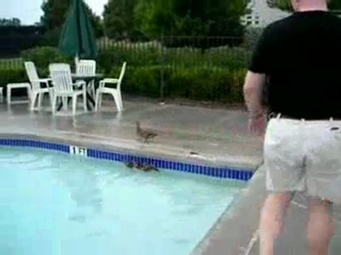 Les canards aussi vont à la piscine