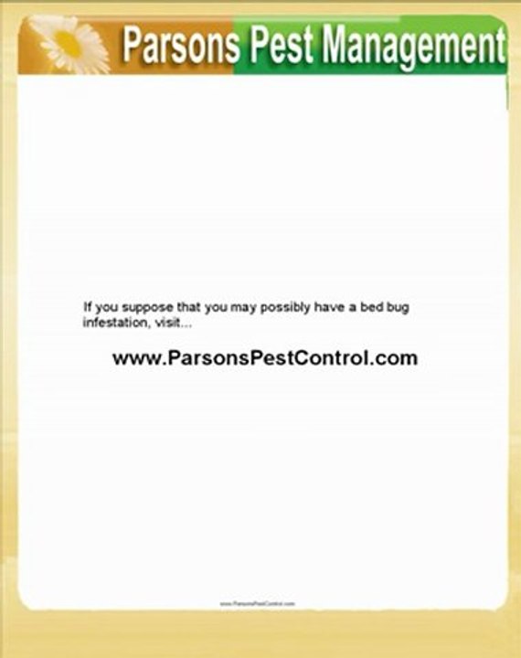 How To Distinguish Bed Bugs From Similar Insects