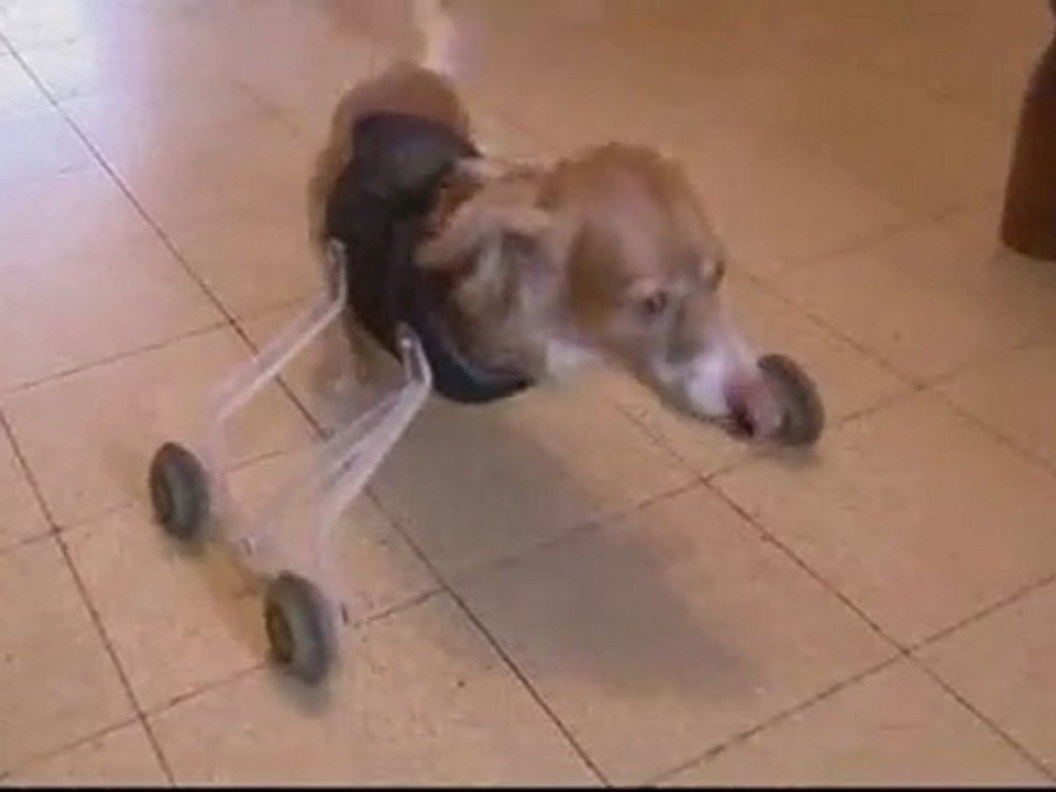 Pies bez łap, który chodzi