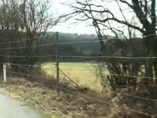 Dégâts de cervidés.