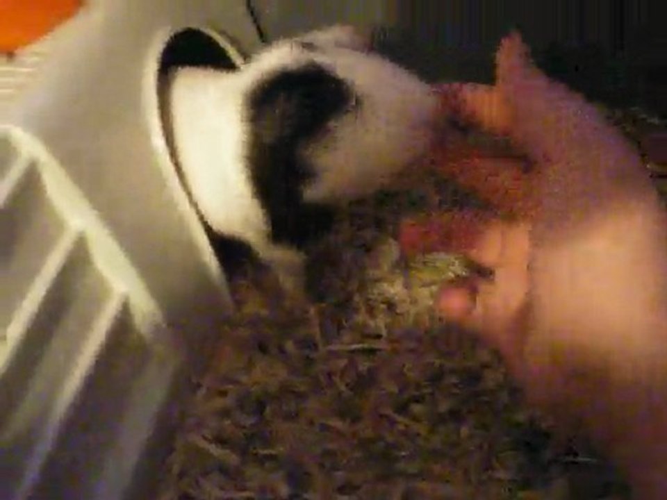 Quand j'embête Dodo.