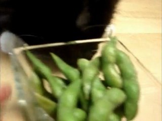 HOOTe the cat that eats SOYBEANS HD