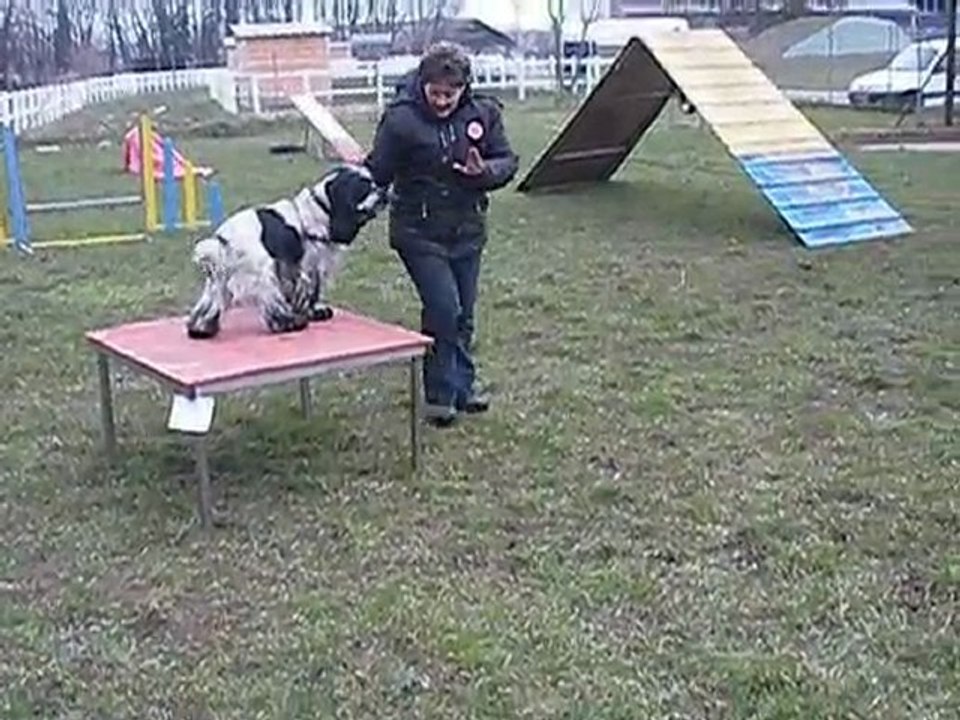 Agility mars 2010  - Boomer