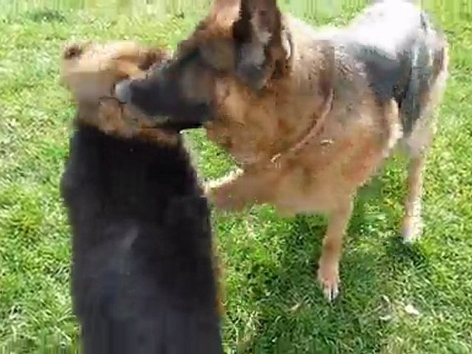 Tiako et Falco font connaissance