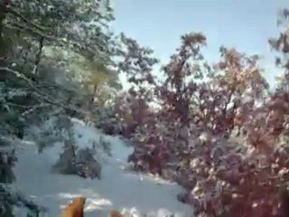 Attelage improvisé,insolite ,improbable ???