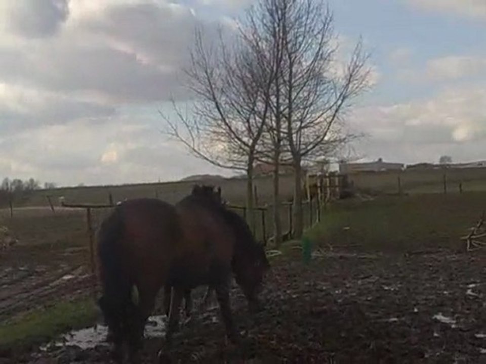 balou et furia  première balade en amoureux