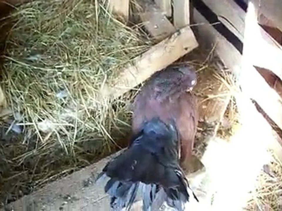 pigeons