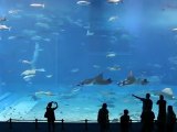 2 największe na świecie akwarium