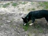 Dog eats grass