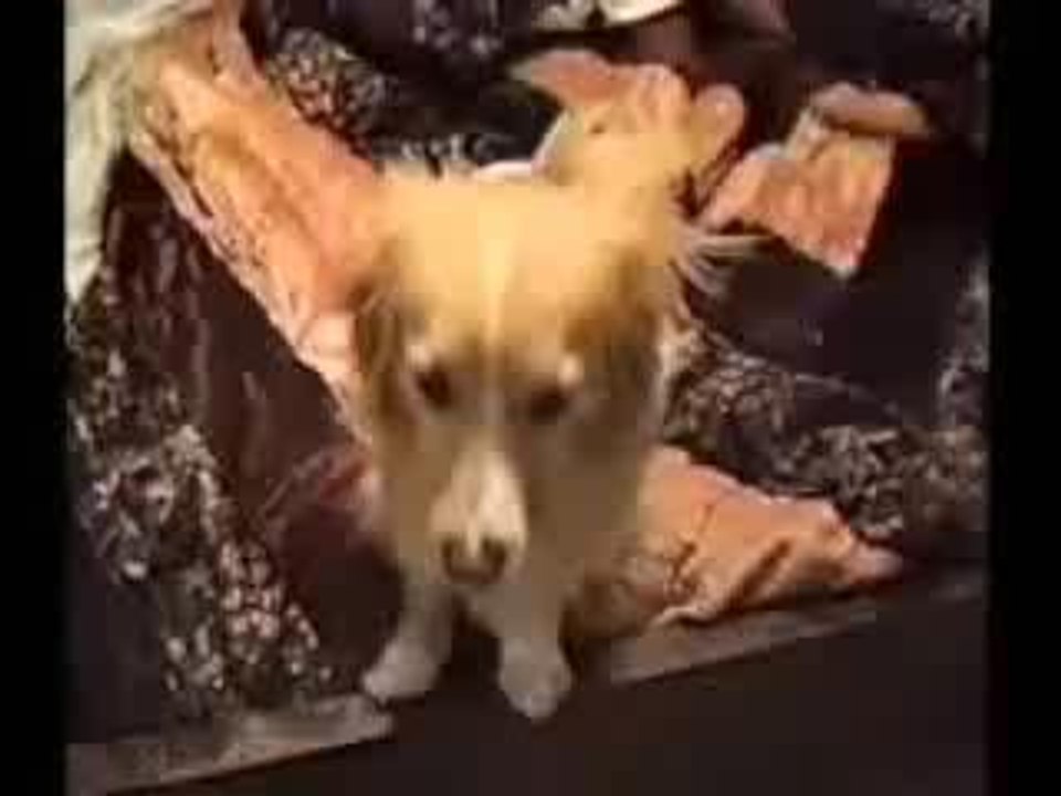 animaux fun