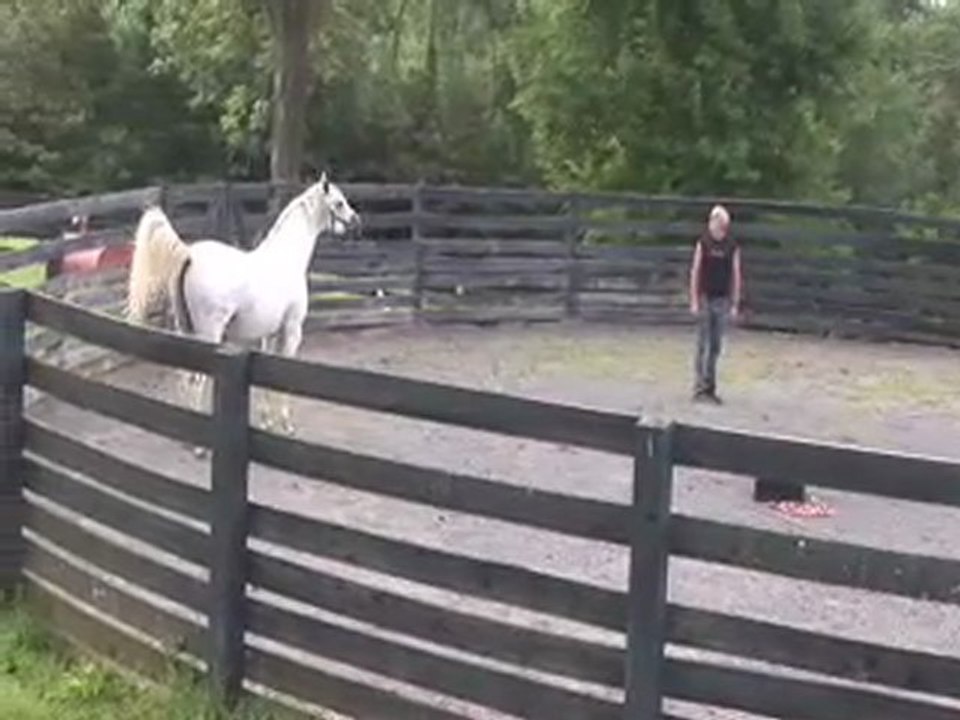 HA Lusitano part 2