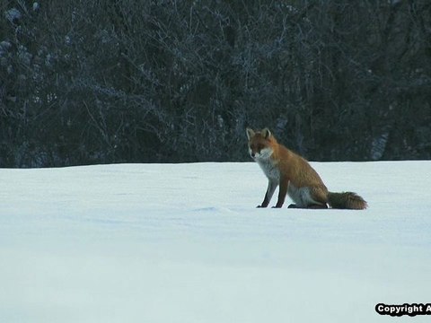 LE RENARD (Les quatre saisons de Goupil, L'hiver ).