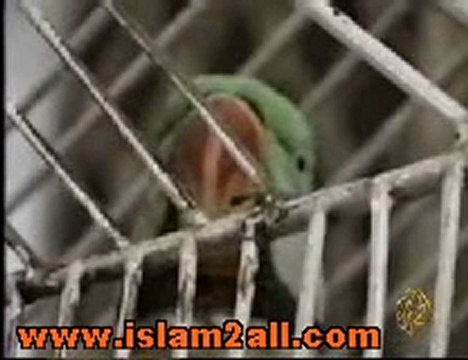 بغبغاء يقرأ أيات من القرأن الكريم سبحان الله