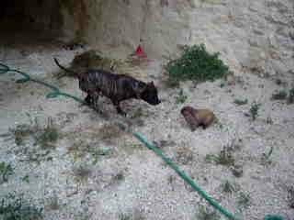 lapin vs Amstaff lol!!