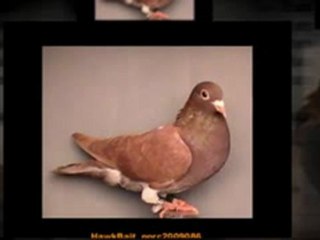 Pigeon Pals Racing Club Daily Results 223