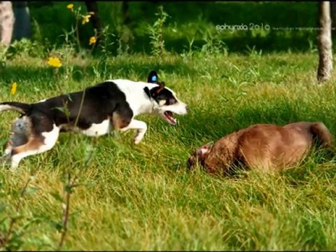 The Killers HUMAN Armin Van Buuren A state of trance remix