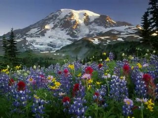 UYKUM FİRARİ FERDİ TAYFUR