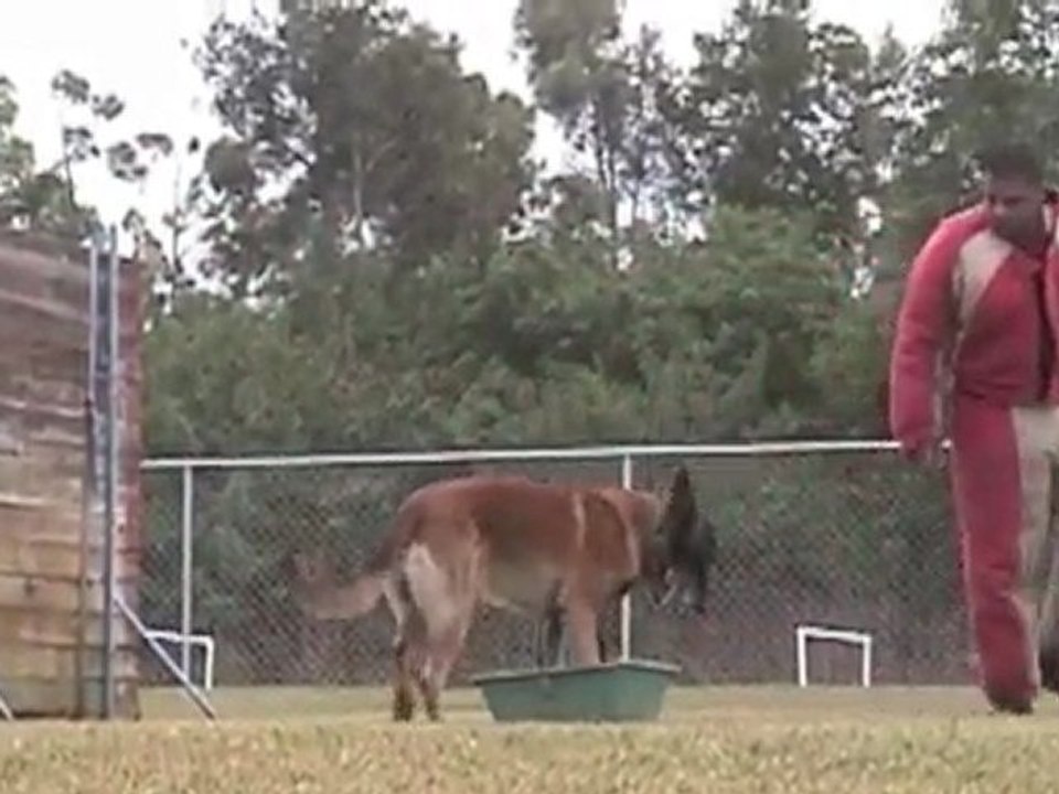 ARF Frankie Cowen Playing With Vulcain OG