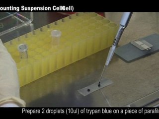 Cell Counting (Suspension cell)