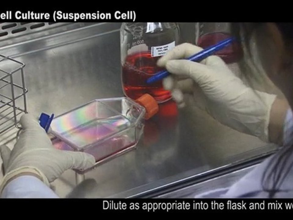 Cell Culture (Suspension Cell) video Dailymotion