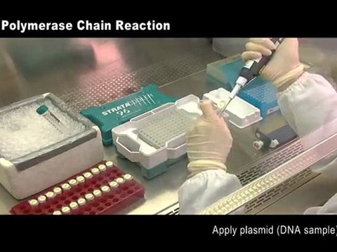 Polymerase Chain Reaction