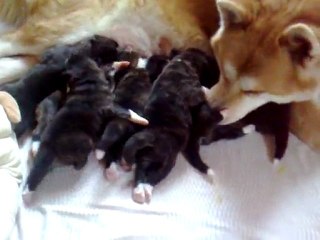 Chiots RAyka 10 jours en mode miam miam