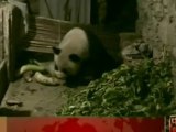 Panda affamato nel recinto dei maiali