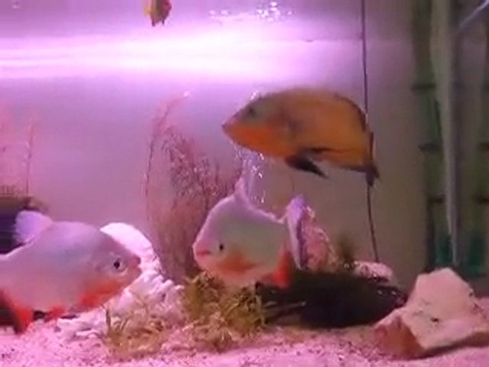 AKVARYUMUM VE ELİMDEN ET YİYEN ASTRONOTUM.