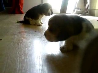 Chiots biba et Decibel a 20 jours