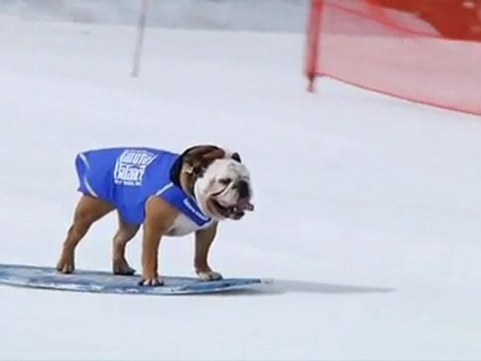 Il bulldog su snowboard