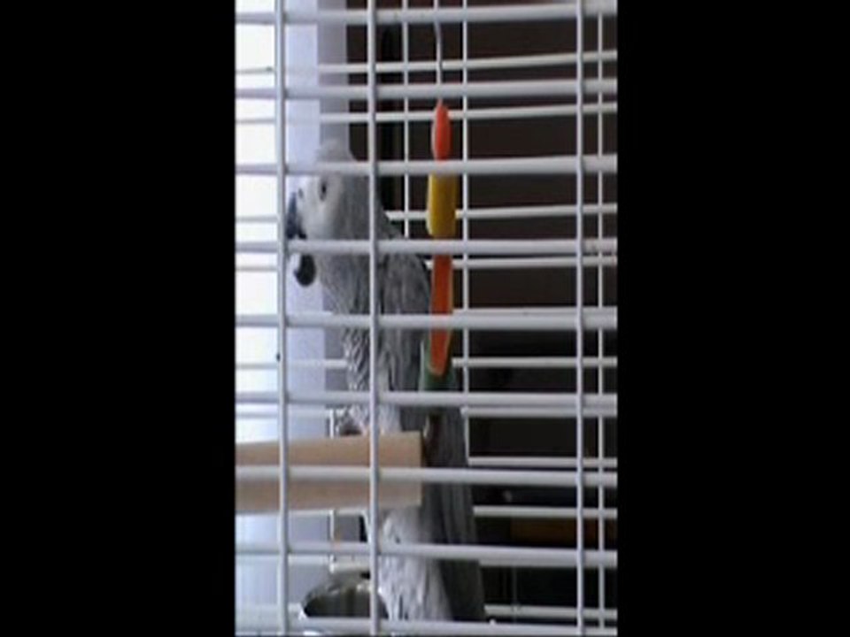 Congo African Grey Talking