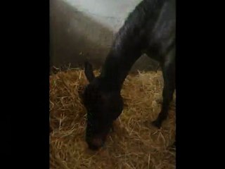 Je l'aime plus que tout