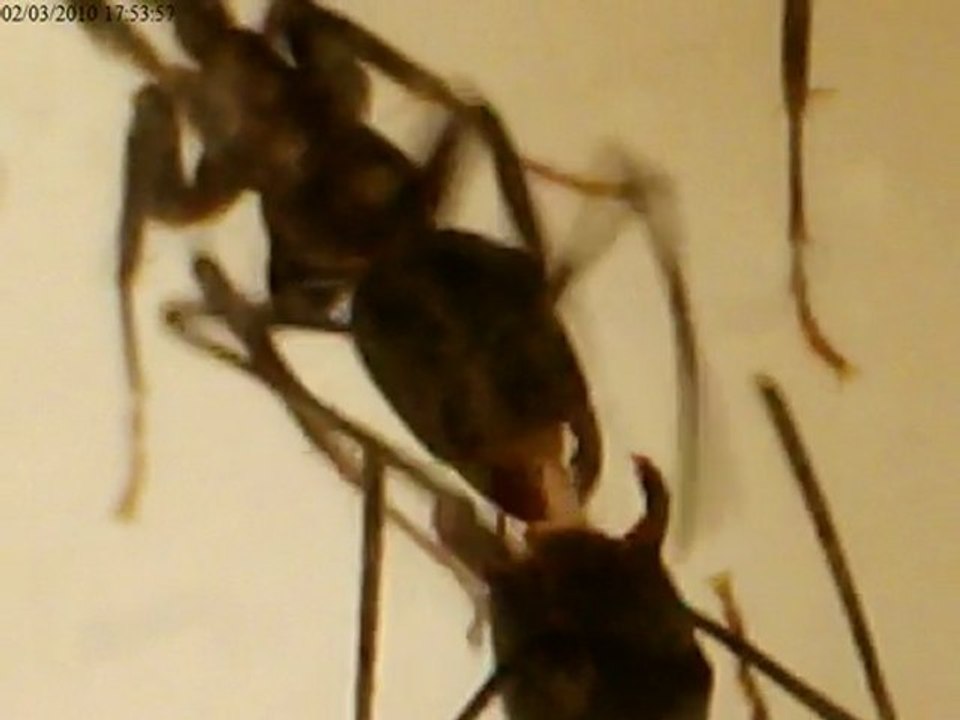 fourmis a yomen 2