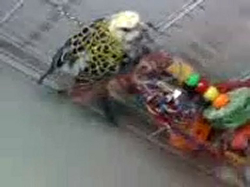 Les Oiseaux-Passage à une animalerie près de Bondy