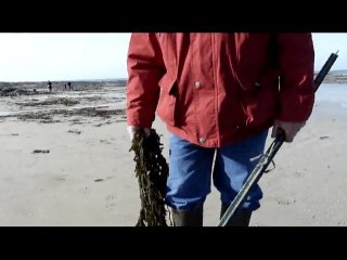 Grande marée : pêche à pied de rigueur