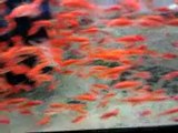 Les poissons qui font peurs-Passage à une animalerie