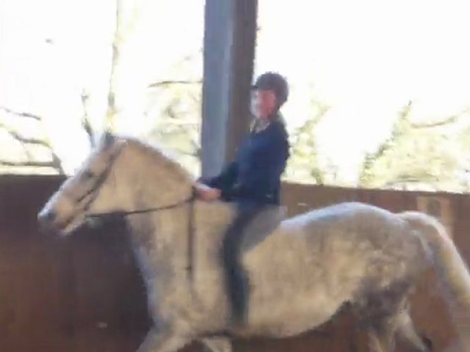 juju et maestro galop