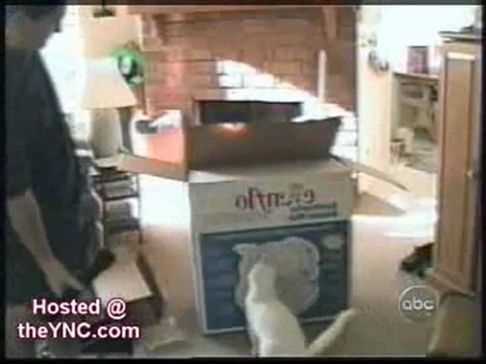 PsychoCats