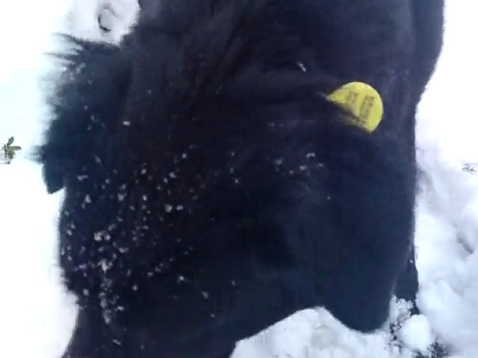ditta dans la neige