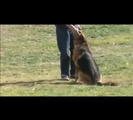 Como Entrenar Perros