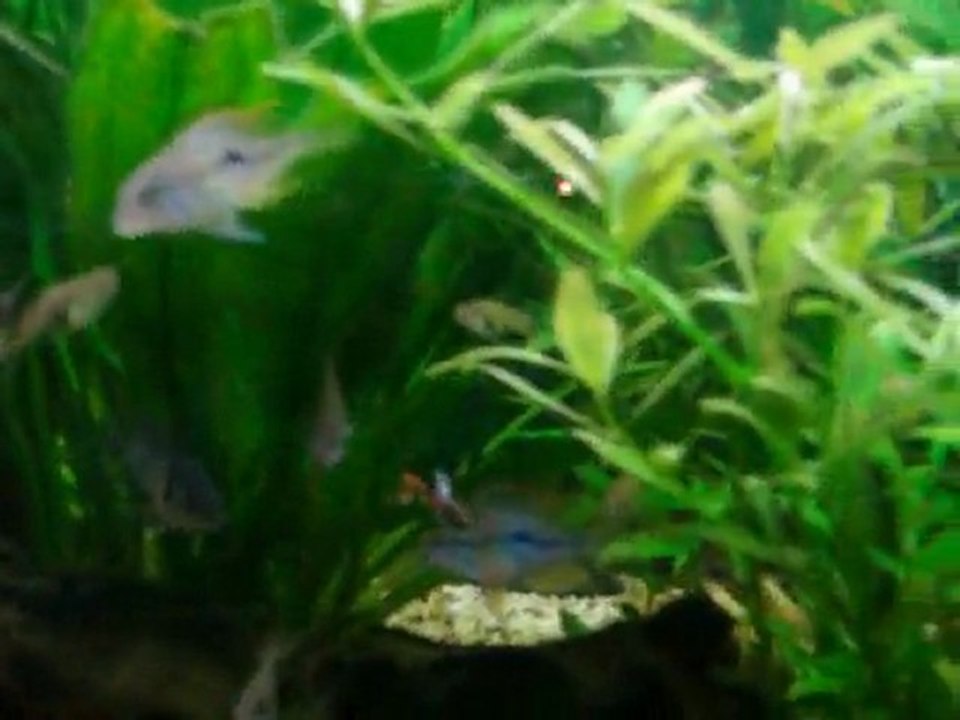 bac américain de 240 litres