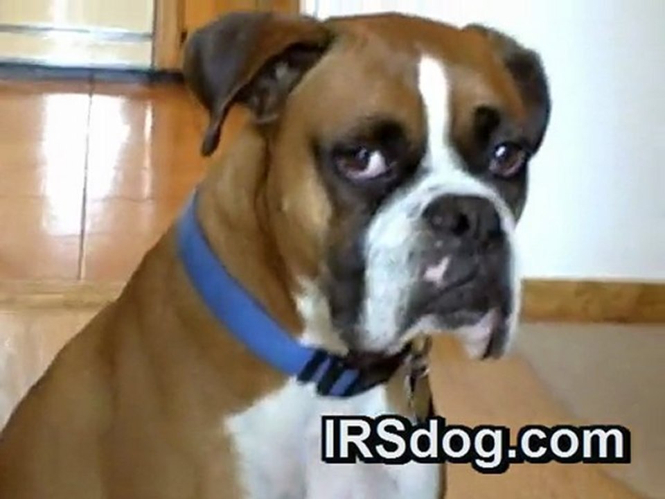 Defend Against IRS Penalties, Audits, Tax Shelters, Plans