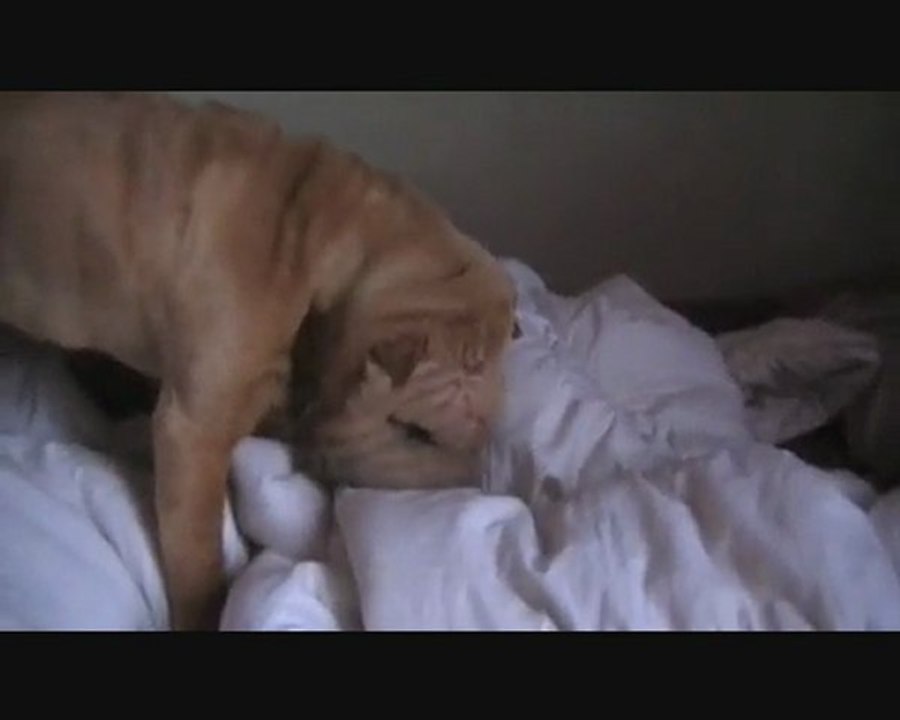 zouille et la couette