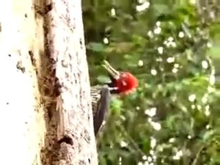 Anne Ağaçkakan'ın Yılan İle Savaşı.