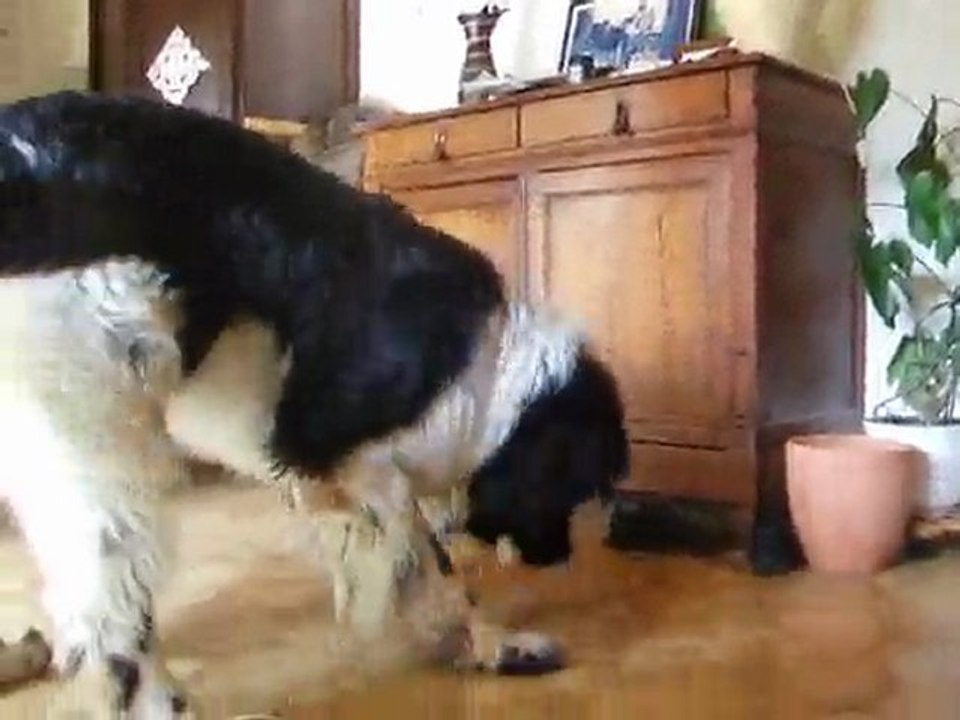 youcko chiot