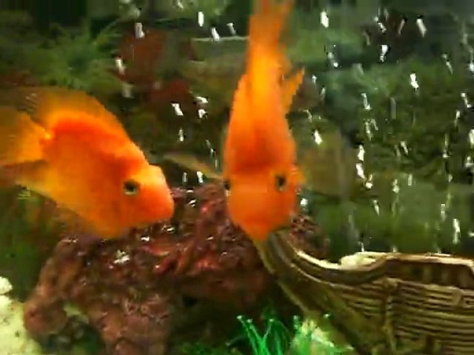 ümit yolaçan 57  iş yeri akvaryum yeni 03-03-2010