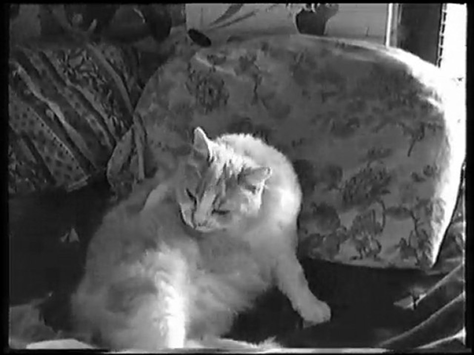 Video surprise