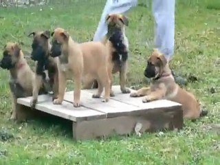 nos petits bergueloups à 47 jours