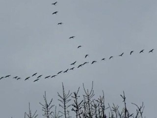 Migration printanière Charente Maritime